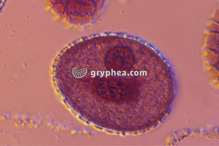 Pollen de Lys (dans étamine en CT)x300 - gryphea.com